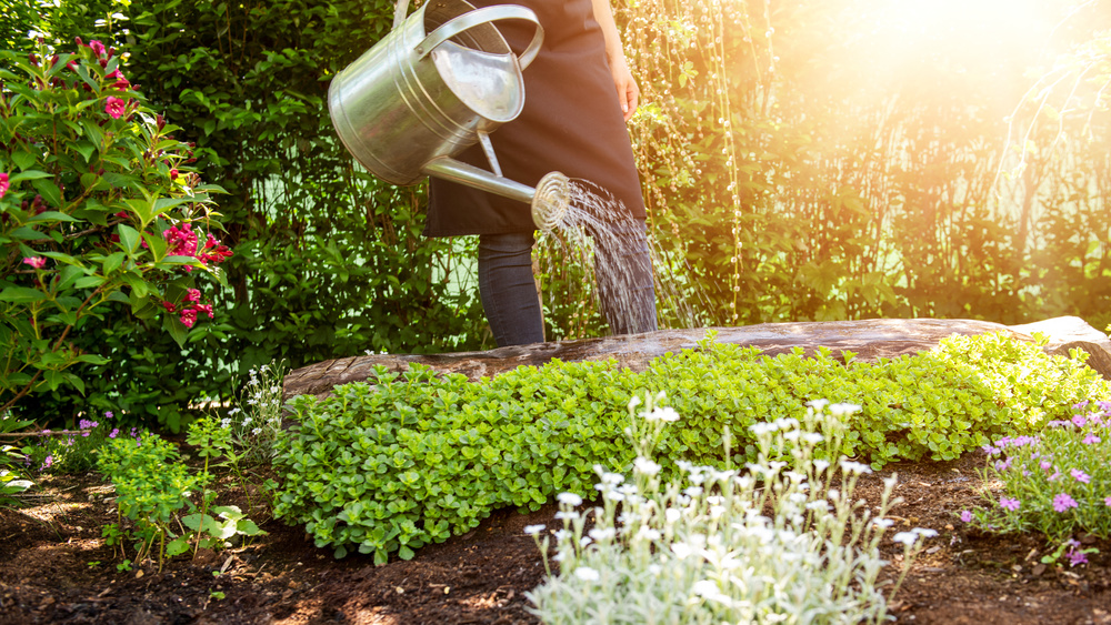 芝生以外のおしゃれなグランドカバーの種類と特徴 庭に植えてはいけないものもある あると便利な住宅の装備まとめ集